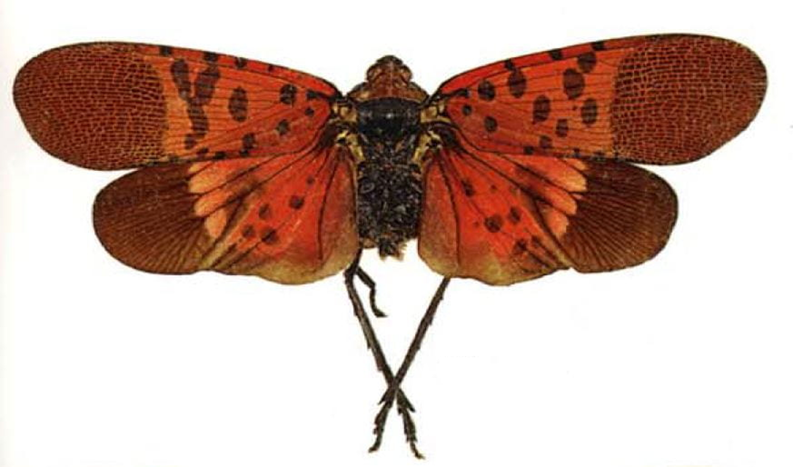 Lycorma meliae, a planthopper with red spotted wings